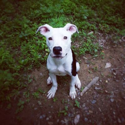 Atlas
