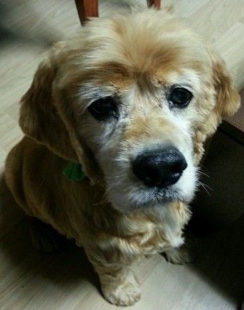 Save Romie
