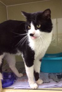 Sylvester