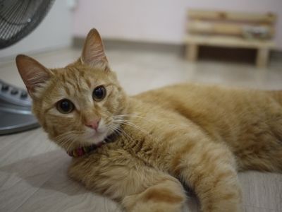 Henry(헨리)