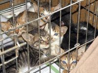 Six kittens in a cage