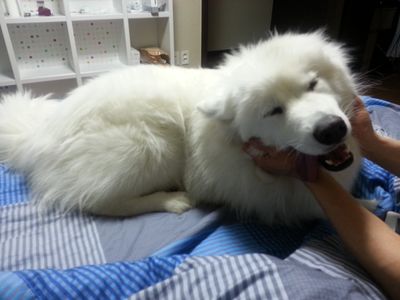 Nanuk