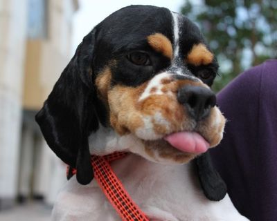 Tim (AKA Romi)