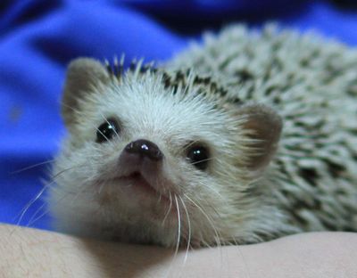 Pluto the Hedgehog