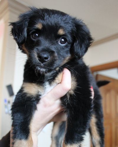 Sadie's black eyes...
