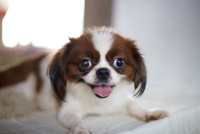 Yuki