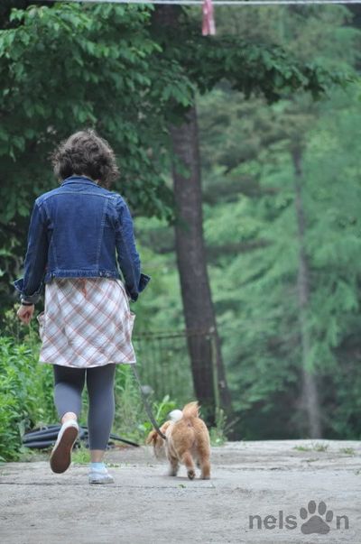 Volunteer walks with Icarus on a path