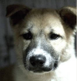 Mocha