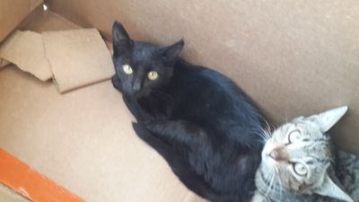 Mae