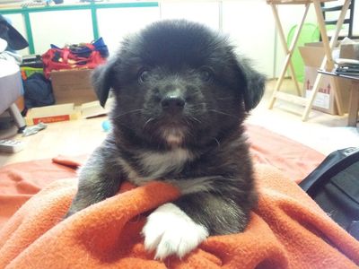 Bear - Molly's pups
