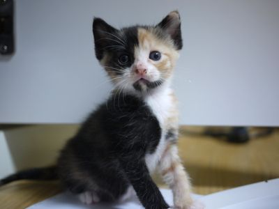 Tortie