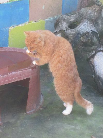 Mr. Persimmon Sugar Paws