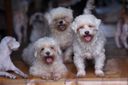The Story of a Pet Shop Dog