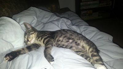 Aggie (one of Ruby's kittens)