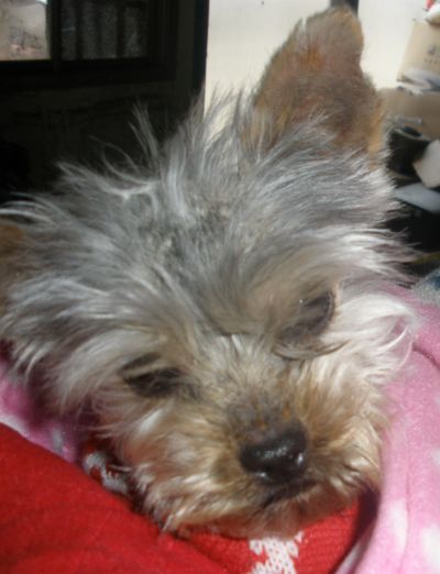 Tiny guy Stormy has found his miracle. He's been adopted!