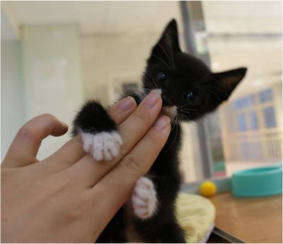 Mochi