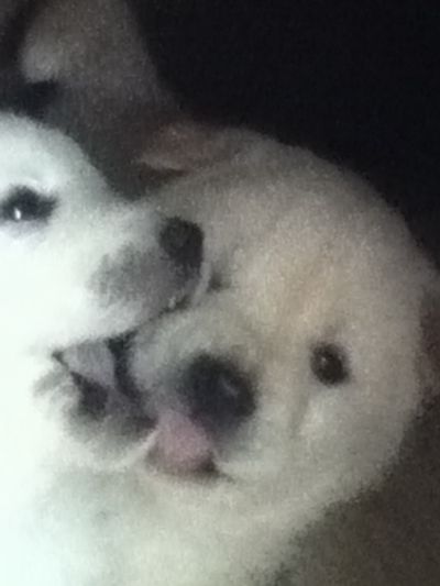 6 Fatty Fluffballs