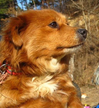 Foxy