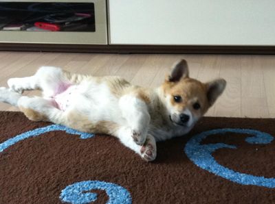 Kokua- the sweetest pup!!!