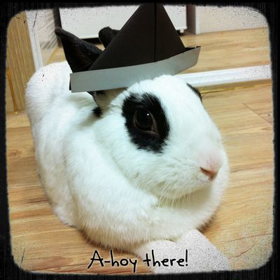 Babbit