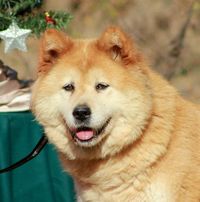 Chin Chin, the fluffy ball of zen