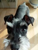 Before You Adopt