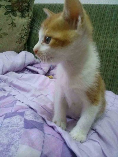 Watson
