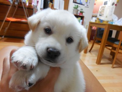 Jindo mix puppy! (1 of 5) BILL