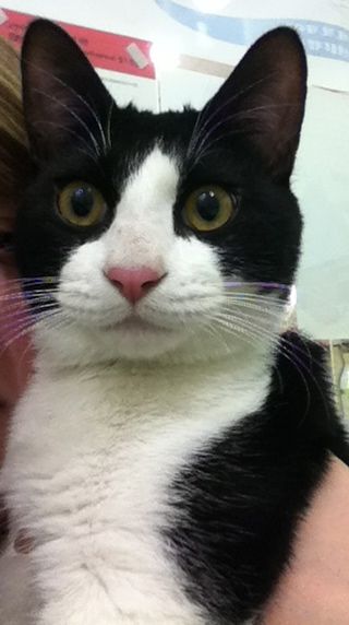 Alfred