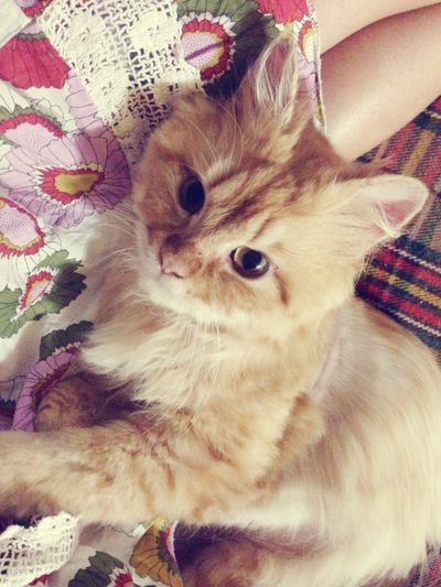 Percy (퍼시, a.k.a 금복이)