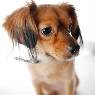 Darcy