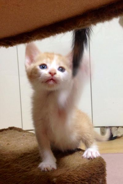 Creamsicle
