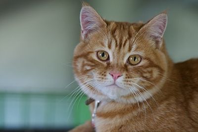 "Getting Rid Of" a Beloved Pet