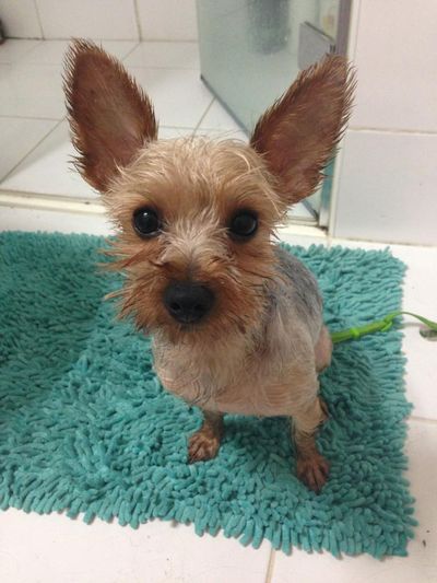 Stormy the Yorkie