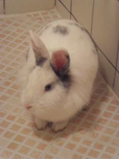 Mavis the Rabbit