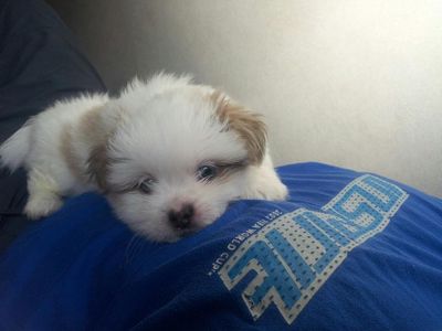 Bernie