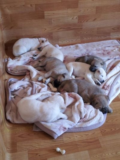 Seven puppies (5 adopted)