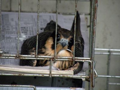 Wild bird in a cage at a shelter