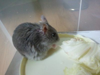 Nibbles