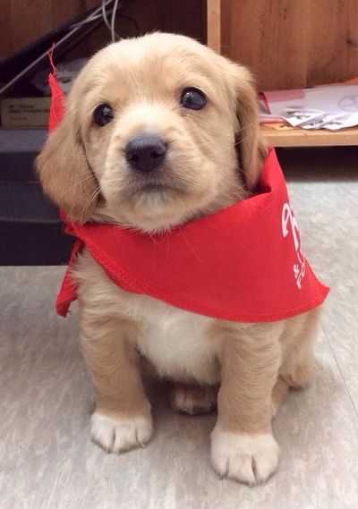 Charlie (Daisy's pup)