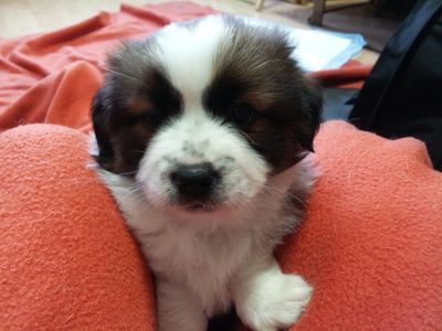 Brownie - Molly's pups