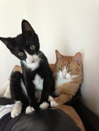 Urgent: Foster needed: Ford