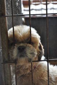 Shihtsu looks through wire cage