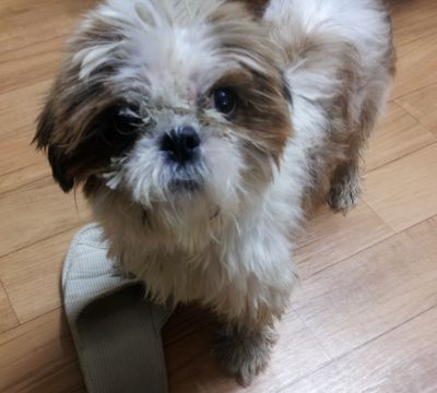 Buddy