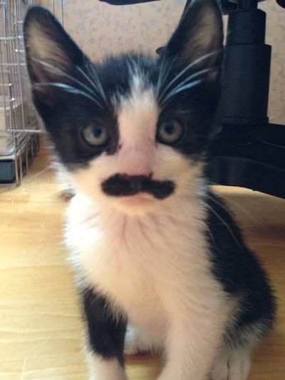 Chap (Kitten)