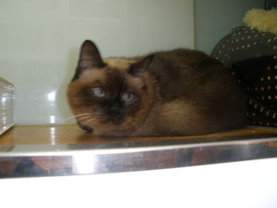 Siamese Cat