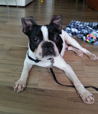 Buster