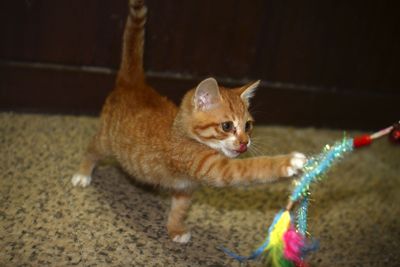 Oliver