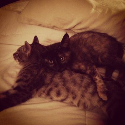Gemma & Jax
