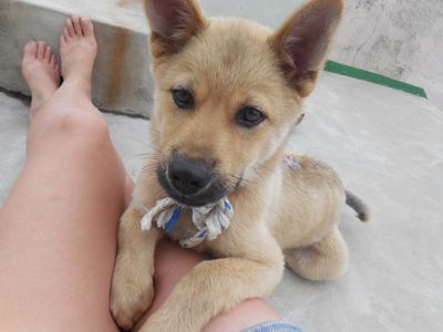 Buddy